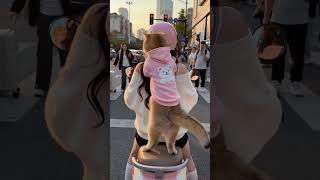 The cat's great dancing is all thanks to good music~ ! #funny #cute #shorts #cat #viral #viralvideo