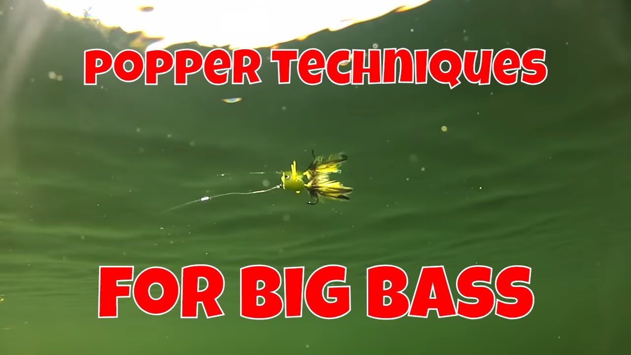 bass fishing tips for june FLY FISHING TECHNIQUES FOR BIG BASS