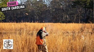 Awesome Hunt for Quail in the South Carolina Lowcountry by Chris Dorsey's Outdoor World 496 views 3 weeks ago 6 minutes, 27 seconds