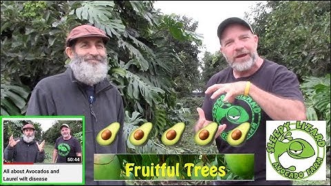 What Avocado Varieties Should You Plant In Your Backyard?