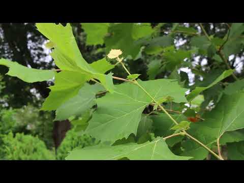 Video: American Sycamore Trees vs. London plataner