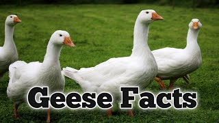 Interesting Facts About Geese.