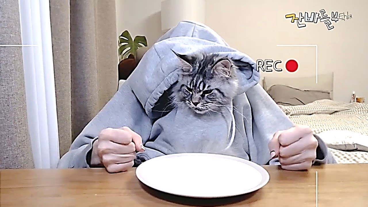 kittens eating like a human / cat asmr / cat eating YouTube