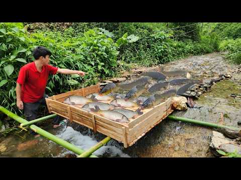 How to trap fish in small dams: join wooden planks together to create a fish trap.