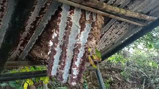 Atap Jebol Karena Terlalu Banyak Daun