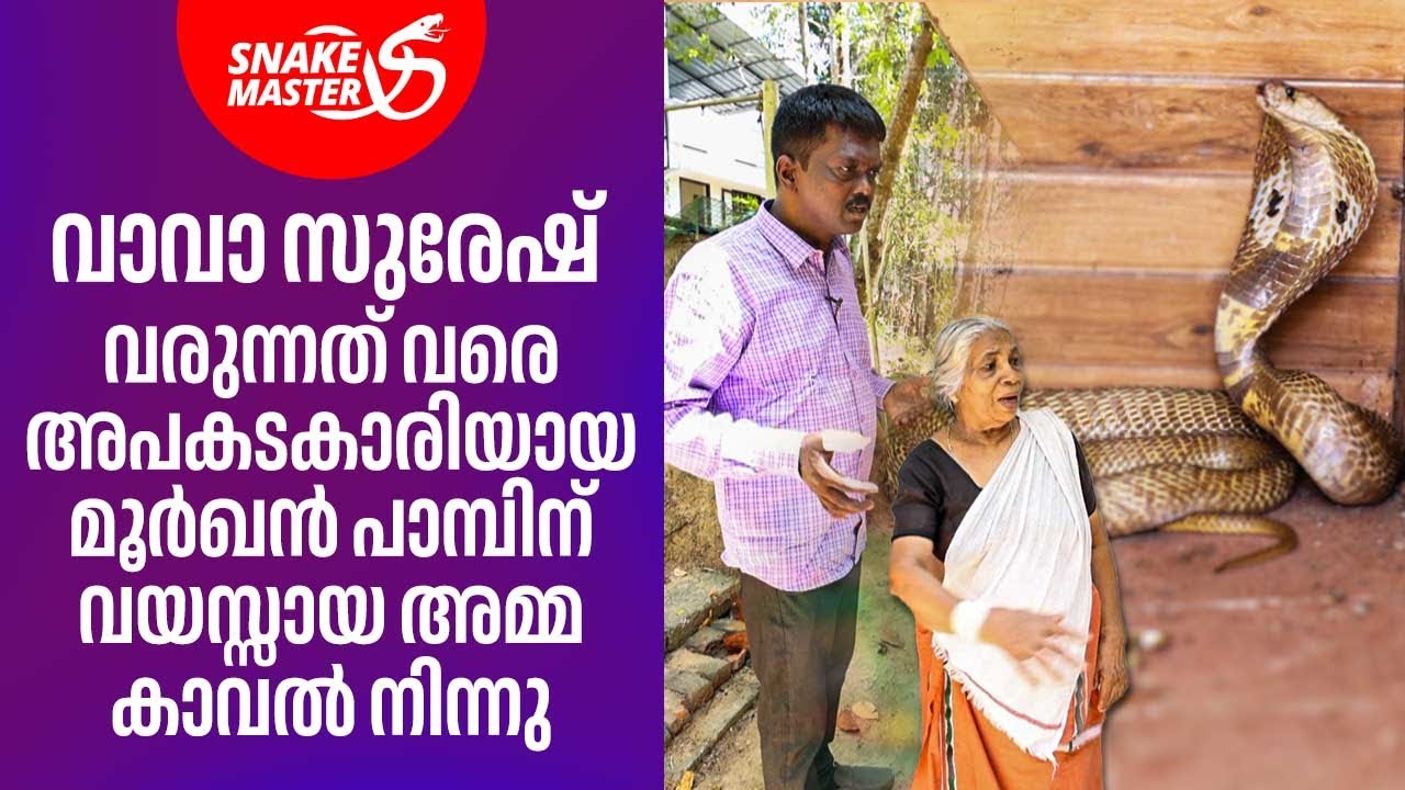 മൂർഖൻ പാമ്പ് കടിക്കാനായി ശ്രമിച്ചത് ആറ് പ്രാവിശ്യം | Vava Suresh | Snakemaster 1113