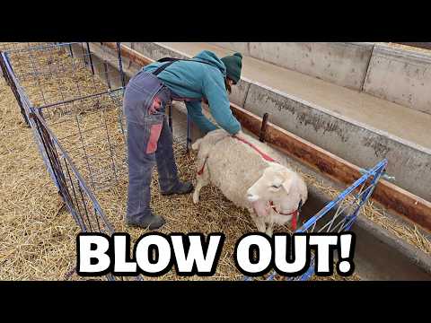 A Bully, A Divorce And A Prolapsed Prolapse?!!