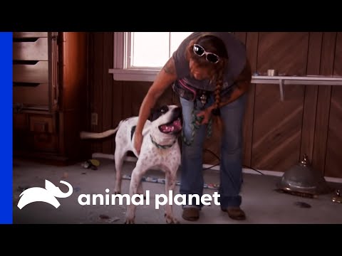 helping-a-senior-dog-escape-dangerous-heat