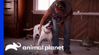 Older Dog Is Abandoned In Dangerously Hot House | Pit Bulls & Parolees