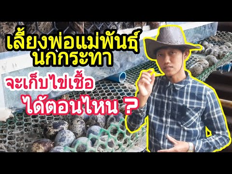 เลี้ยงพ่อแม่พันธุ์นกกระทา จะเก็บไข่เชื้อได้ตอนไหน? : SMILE FARM