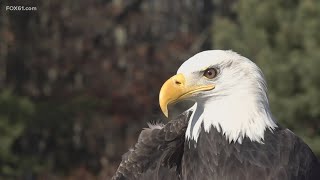 Generations gather in Southbury to mark 40 years of bald eagle watching