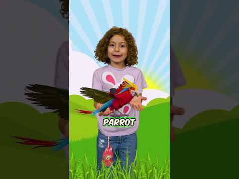 Animals That Start With P Learn With Neva 