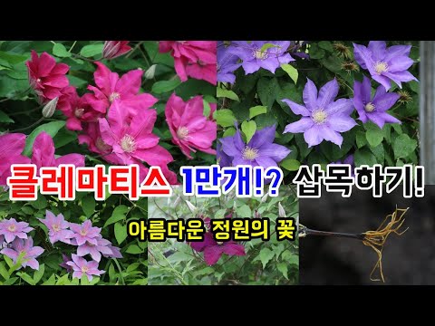 클레마티스 1만개!? 삽목하기!  - Clematis cuttage