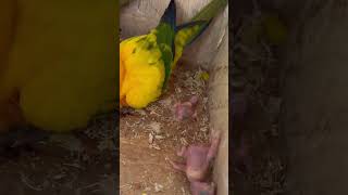 Sun Conures with their babies parrot animal greenparrot sunconures bird