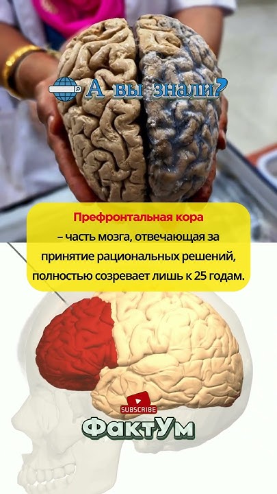 Префронтальная кора мозга #фактум #факты #мозг - YouTube