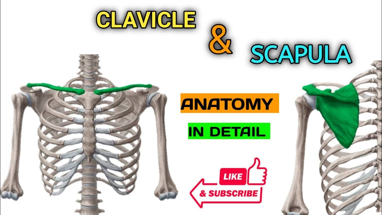 Clavicle And scapula| Upper limb | Osteology of upper limb|Gross ...