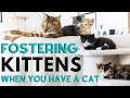 &quot;Can I Foster Kittens If I Already Have Cats?&quot;