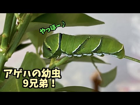 アゲハの幼虫9匹のふにふに物語！9/22~24編