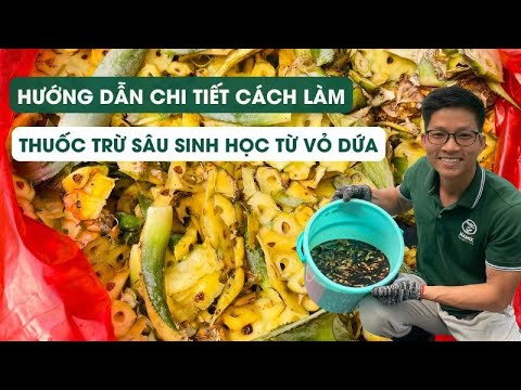 Tập 99 HƯỚNG DẪN CHI TIẾT CÁCH LÀM THUỐC TRỪ SÂU SINH HỌC TỪ VỎ DỨA KHÔNG PHẢI AI CŨNG BIẾT - youtube