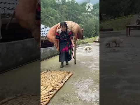 بنت شايلة على ظهرها خنزير ضخم وزنه اكثر من 100كيلو Youtubeshorts Shorts2023 Tik Tok Video 