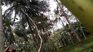 PIKAT BURUNG PRENJAK & KETILANG