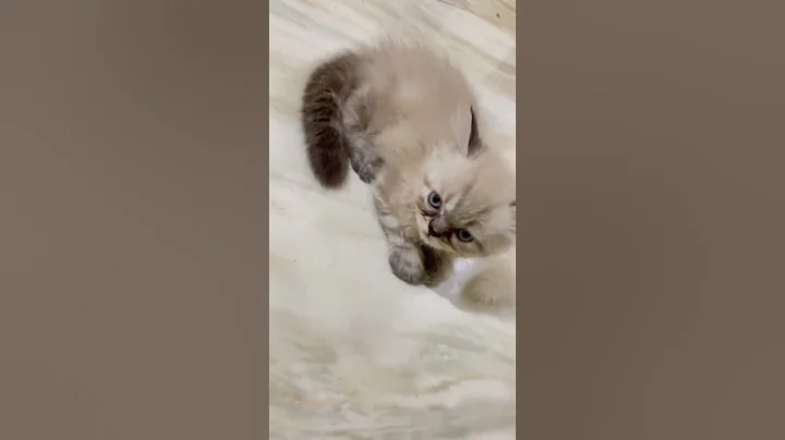 Watch the video about Persian kitten 🐈🐾 selling now#persian #catlovers #kittens #lovecats #likeforlikes #malecat #