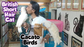 Cockatoo bird's impoted British short hair cat & fishes offer available in king's  world hyderabad
