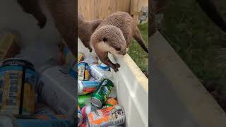 Otters Discover a Cooler Full of Surprises