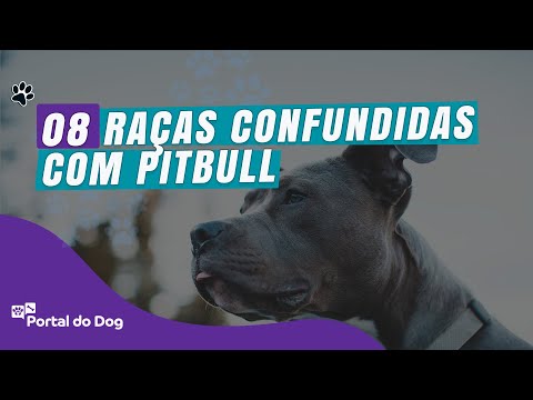 Vídeo: 10 raças de cães são mais comumente confundidas com pit bulls