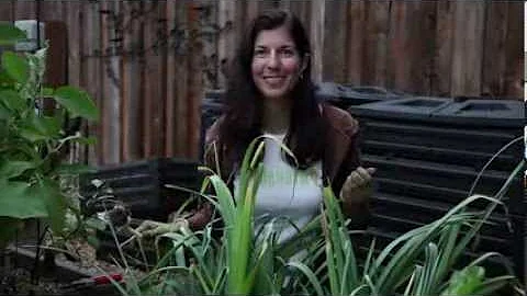 How to Harvest and Store Leeks