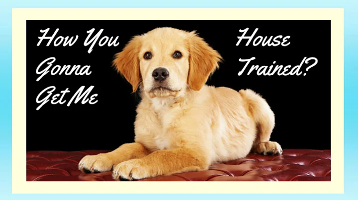 How To Potty Train A Golden Retriever Potty Training Golden Retriever Puppies Housebreaking