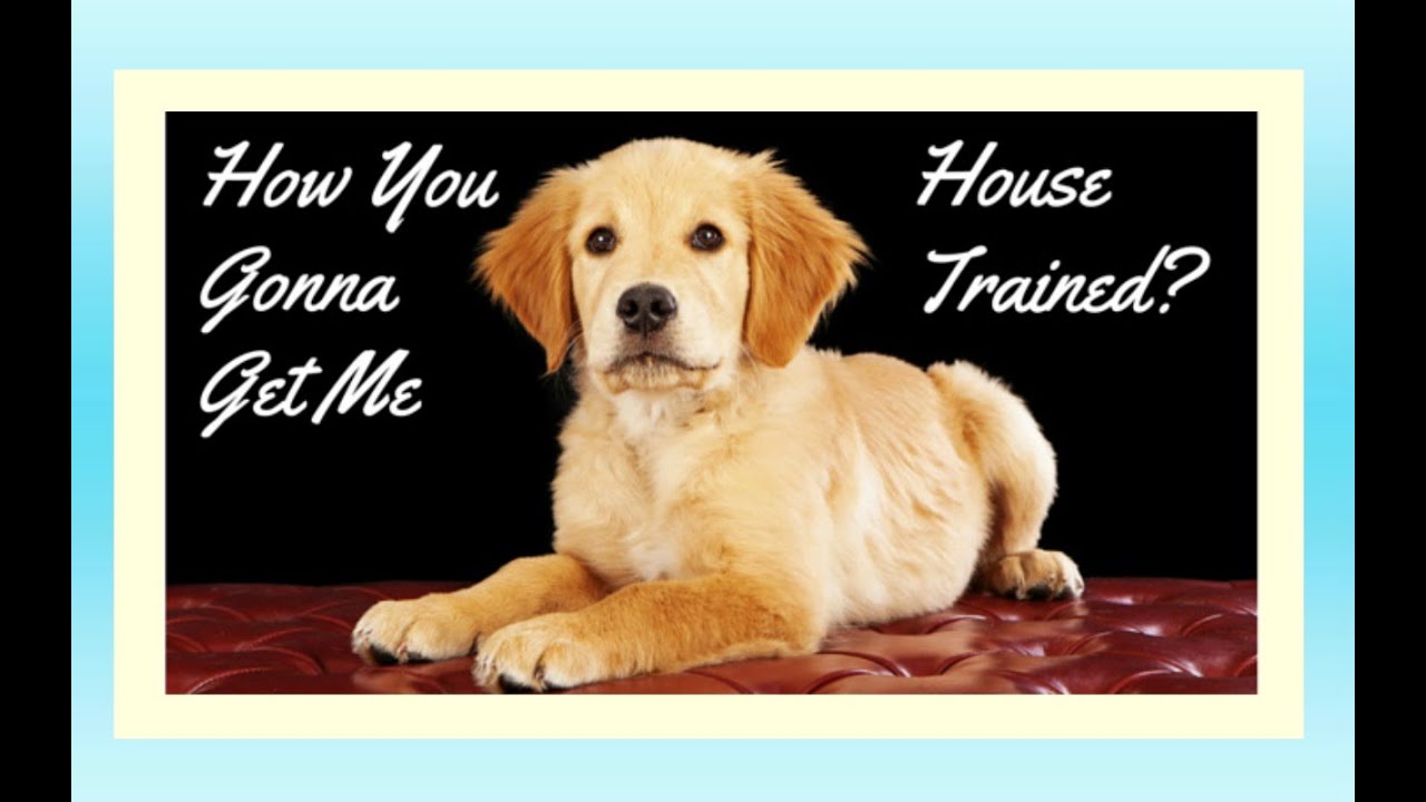 best way to potty train a golden retriever puppy