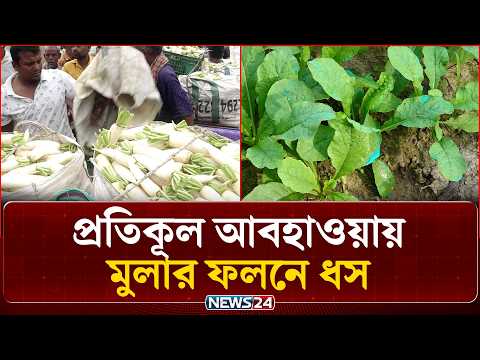 প্রতিকূল আবহাওয়ায় বগুড়ায় মুলার ফলনে ধস | Radish Farming | News24