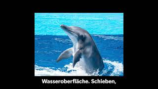 15 Unglaubliche Delfin Fakten 🐬 Erstaunliche Geheimnisse über Delfine
