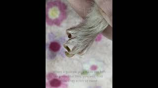 Ep11 - Guinea Pigs With Long Twisted Nails & How We Corrected Them