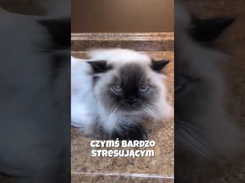 Czy strzyżenie kota