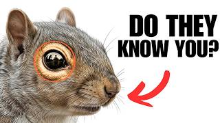 Do Squirrels Knows When a Human Is Trying to Help Them?