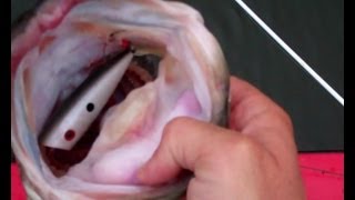 Unbelievable Top Water Action Bass Fishing With Poppers At Dreamstrike Lake.