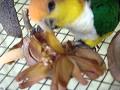 Mahogany Nut Caique