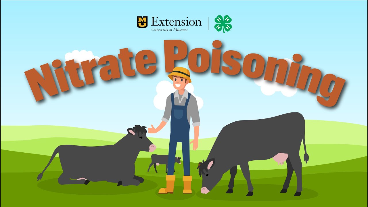 Prevent Nitrate Poisoning In Cattle YouTube Prevent nitrate poisoning in cattle youtube