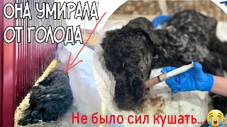 Найденная из под снега умиающая  собака начала кушать | лечение даётся трудно | help the dog