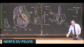 Anatomie des nerfs du pelvis (Pelvis 7)