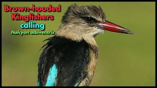 Brown-hooded Kingfisher calls
