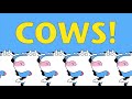 Sandra boyntons cows moosic the seldom herd