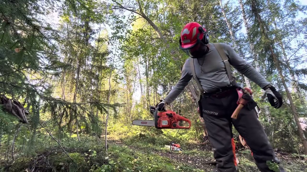 Stihl MS-261 CM working in a storm-swept forest and I'm messing up like a beginner   🪓🌲🪵🔥🏡🇸🇪