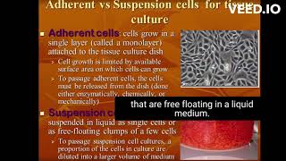 difference between adherent and suspension cell culture