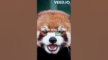 Mysteries of Red Pandas Revealed! #AdorablePandas #NatureFacts #WildlifeWonders #Shorts #nature