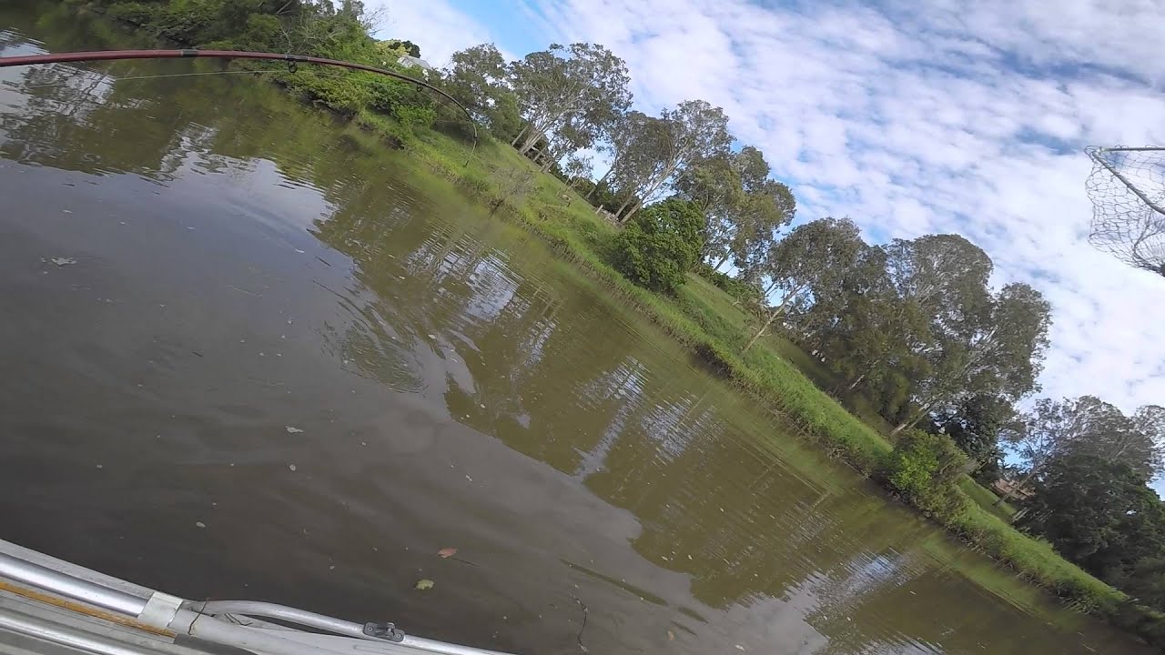 Bull Shark fishing Albert River