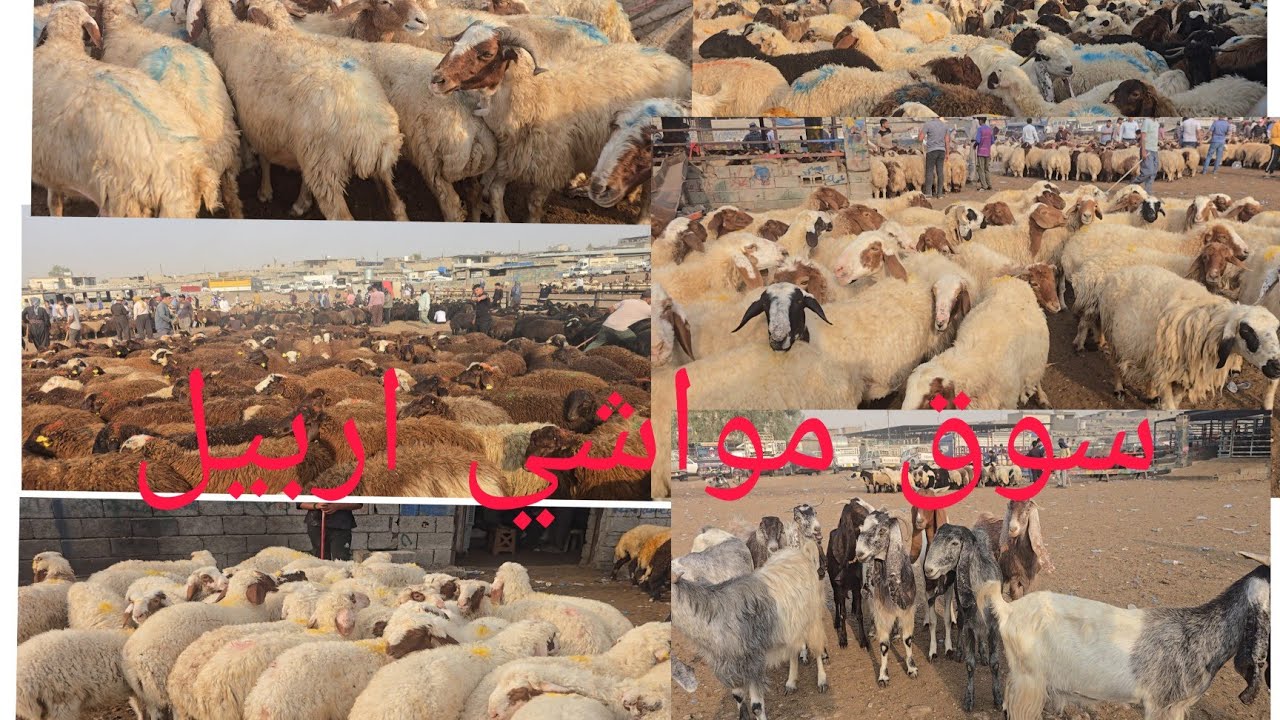 سوق مواشي اربيل البورصة المركزيه 2025/7/30#عبدالله_الطيب #مواشي #غنم 