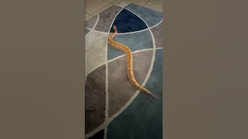 Carpet Slithered! #bloodpython #pitonbirmanesa #python #supermario #slithersnake #shortvideo